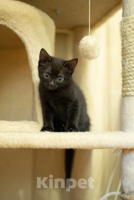 Кошки в Москве: Малыш Пеппер ищет дом🖤 Мальчик, Бесплатно - фото 6