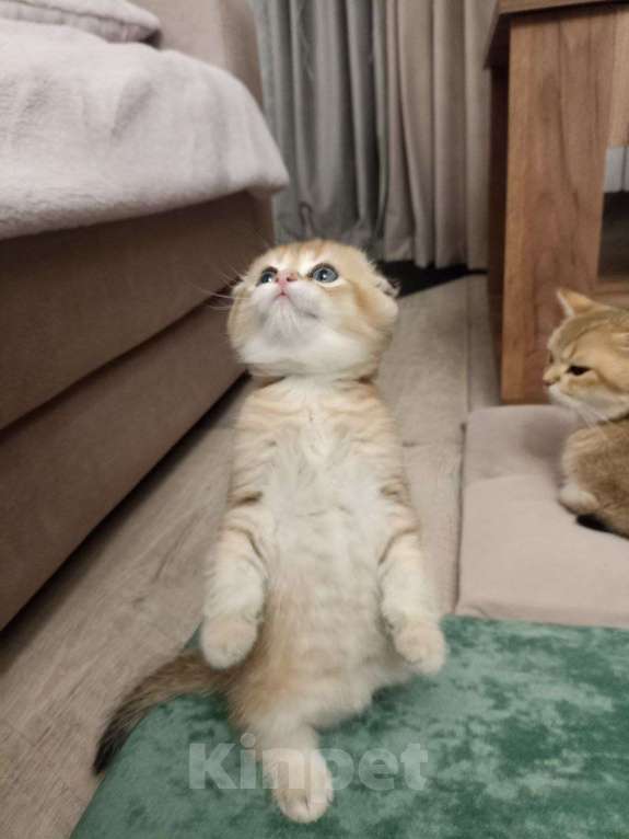 Кошки в Липецке: Шотландец 2 Мальчик, 28 000 руб. - фото 8