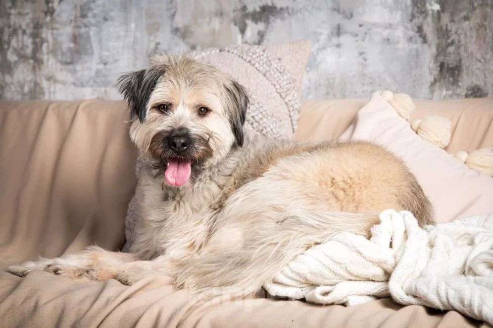 Собаки в Москве: Смешная Халвуша очень ждет семью  Девочка, Бесплатно - фото 5