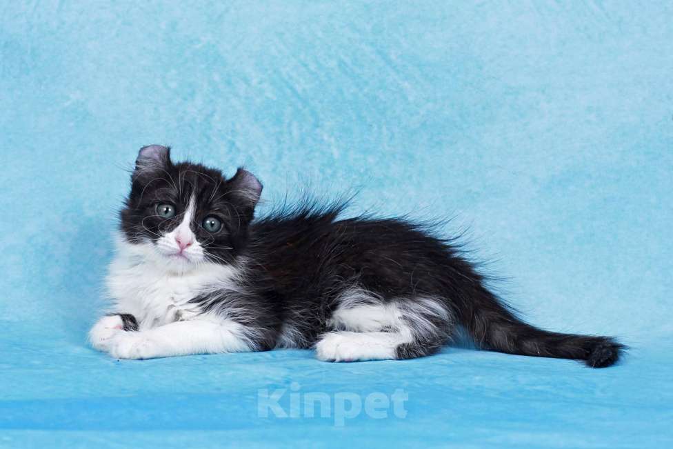 Кошки в Москве: Американский кёрл Девочка, Бесплатно - фото 4