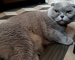 Кошки в Рязани: Нашли кота Мальчик, 100 руб. - фото 1