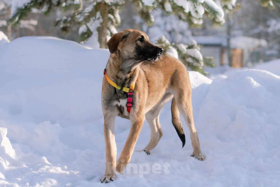 Собаки в Москве: Нежная и трепетная девочка Дина очень ждет свою маму Девочка, Бесплатно - фото 6