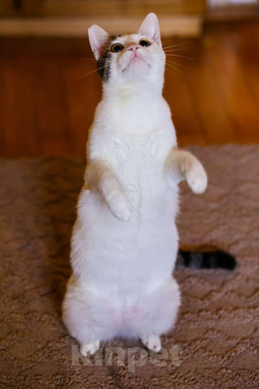 Кошки в Москве: Котенок в добрые руки Мальчик, Бесплатно - фото 4