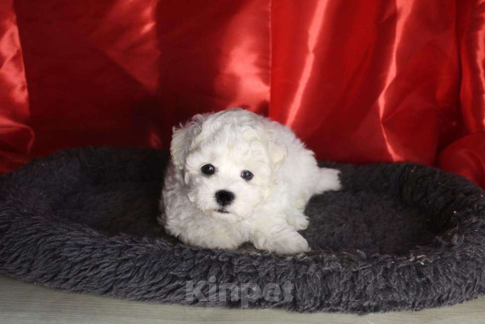 Собаки в Нижнем Новгороде: Девочка Бишон-фризе с документами. Девочка, 80 000 руб. - фото 2