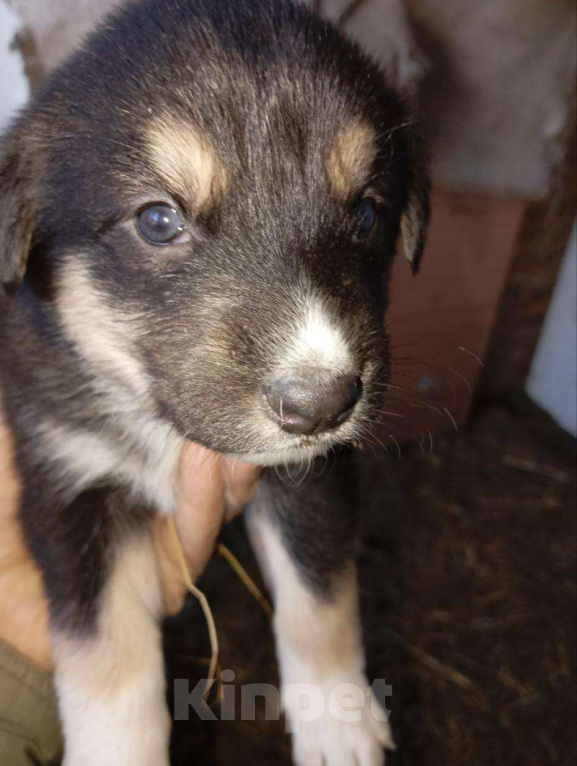 Собаки в Томске: Щенки в дар — 8 пушистых радостей 🐶 Бесплатно в добрые руки! Мальчик, Бесплатно - фото 1