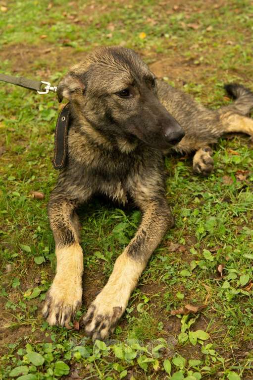 Собаки в Санкт-Петербурге: Удивительный щенок с умными глазами Мальчик, Бесплатно - фото 5