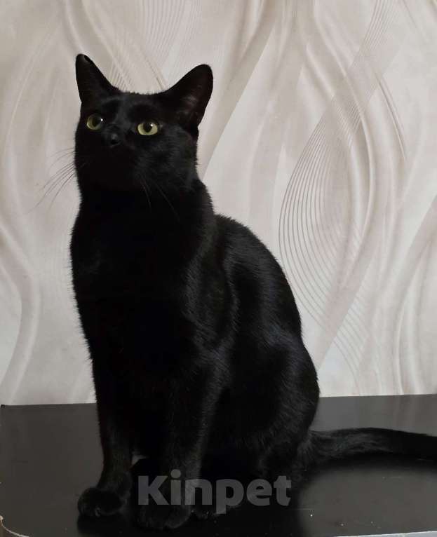 Кошки в Санкт-Петербурге: Прелестная Яся в добрые руки. Девочка, Бесплатно - фото 2