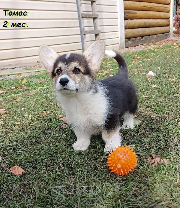Собаки в Екатеринбурге: Толстопопый милаш Вельш-корги Пемброк Томас Мальчик, 55 000 руб. - фото 6