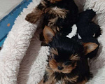 Собаки в Калуге: Прекрасные щенки йорка ищут любящих родителей  Мальчик, 25 000 руб. - фото 1