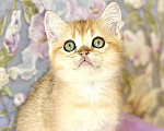 Кошки в Москве: Котик золотая шиншилла  Мальчик, 25 000 руб. - фото 3