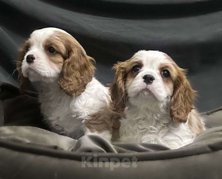 Собаки в Москве: щенки Кавалер Кинг Чарльз Спаниель, 2 месяца Мальчик, 70 000 руб. - фото 5