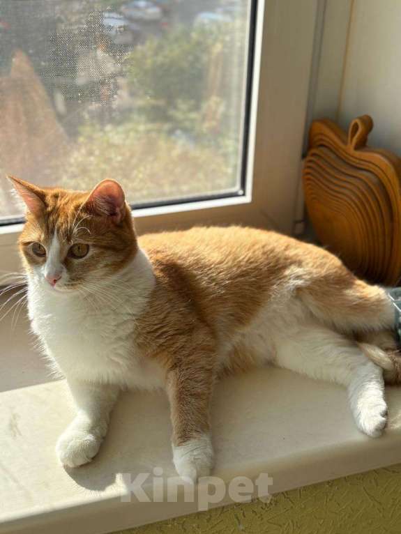 Кошки в Москве: Кошечка Фокси в добрые руки  Девочка, Бесплатно - фото 3