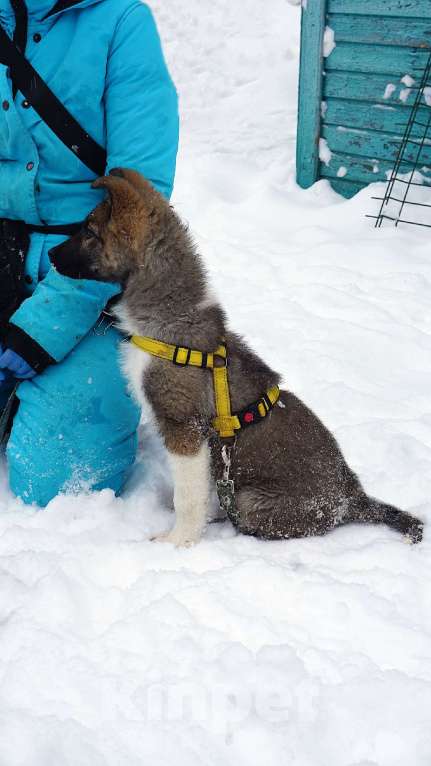 Собаки в Ногинске: Лайм - щенок в приюте Мальчик, Бесплатно - фото 6