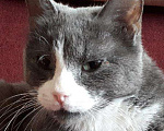 Кошки в Москве: Голубая кошка Шэлли - ласка и спокойствие, Бесплатно - фото 1