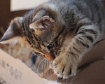 Кошки в Краснодаре: Привезём котёнка даром  в добрые  руки, 1 руб. - фото 7