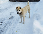 Собаки в Ореховом-Зуево: Найдена собака Мальчик, 5 руб. - фото 1