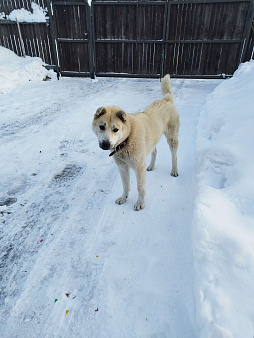 Объявление: Найдена собака, 5 руб., Орехово-Зуево