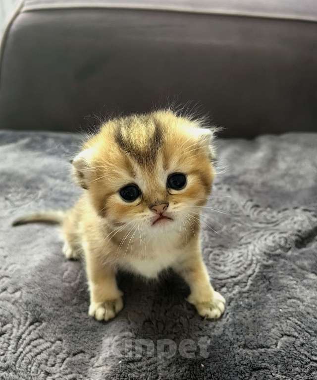 Кошки в Сочи: Шотландский вислоухий котёнок Мальчик, 15 000 руб. - фото 2
