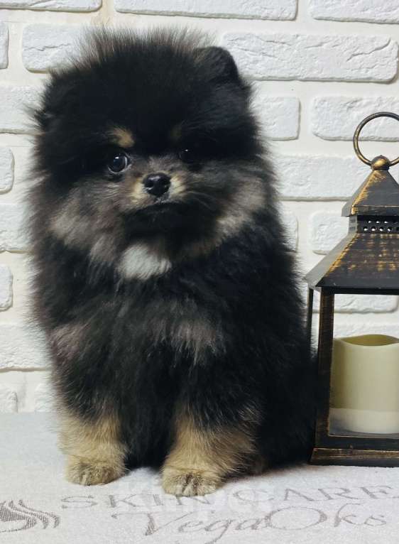 Собаки в Москве: Померанский шпиц  Мальчик, 40 000 руб. - фото 6