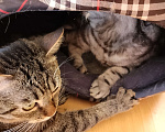 Кошки в Самаре: Отдам в добрые руки 2 котов.  Мальчик, Бесплатно - фото 4