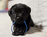 Собаки в других городах Московской области: Черный щенок лабрадора Мальчик, 80 000 руб. - фото 3