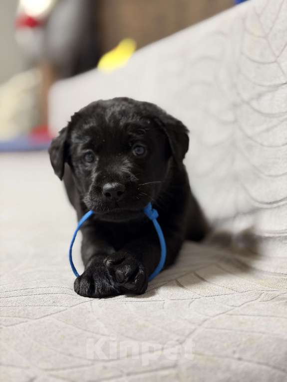 Собаки в других городах Московской области: Черный щенок лабрадора Мальчик, 80 000 руб. - фото 3