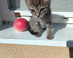 Кошки в Саратове: В добрые руки Мальчик, Бесплатно - фото 2