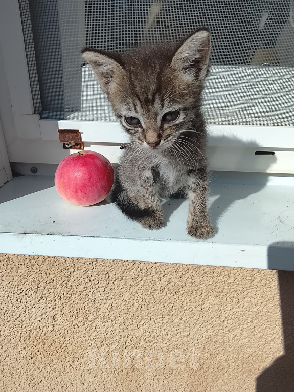 Кошки в Саратове: В добрые руки Мальчик, Бесплатно - фото 2