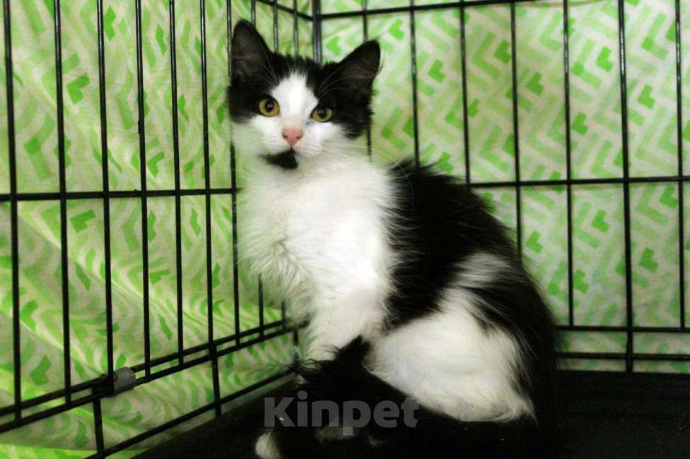 Кошки в Санкт-Петербурге: Маленький, робкий, пушистый котёнок Девочка, Бесплатно - фото 1