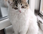 Кошки в Ярославле: Шотландская длинношерстная девочка  Девочка, 35 000 руб. - фото 2