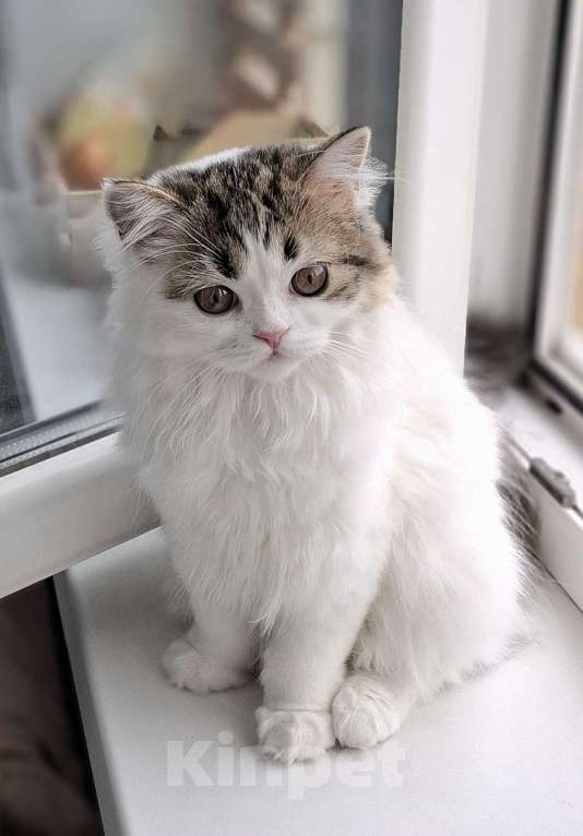 Кошки в Ярославле: Шотландская длинношерстная девочка  Девочка, 35 000 руб. - фото 2