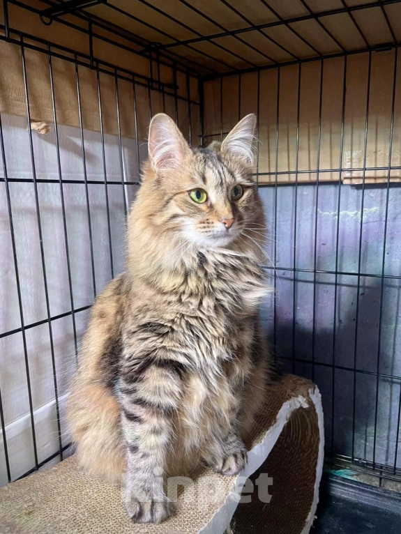 Кошки в Москве: Муза Девочка, Бесплатно - фото 2