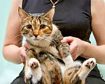 Кошки в Москве: Кошечка Стеша - девочка с огоньком в добрые руки Девочка, Бесплатно - фото 7