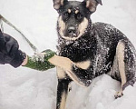 Собаки в Сергиеве Посаде: Эби ищет дом  Девочка, Бесплатно - фото 3