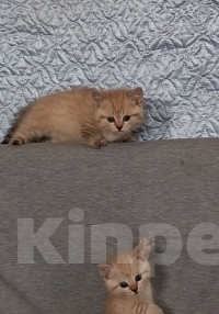 Кошки в Москве: Котенок с короткими лапками Разнополые, 29 900 руб. - фото 5