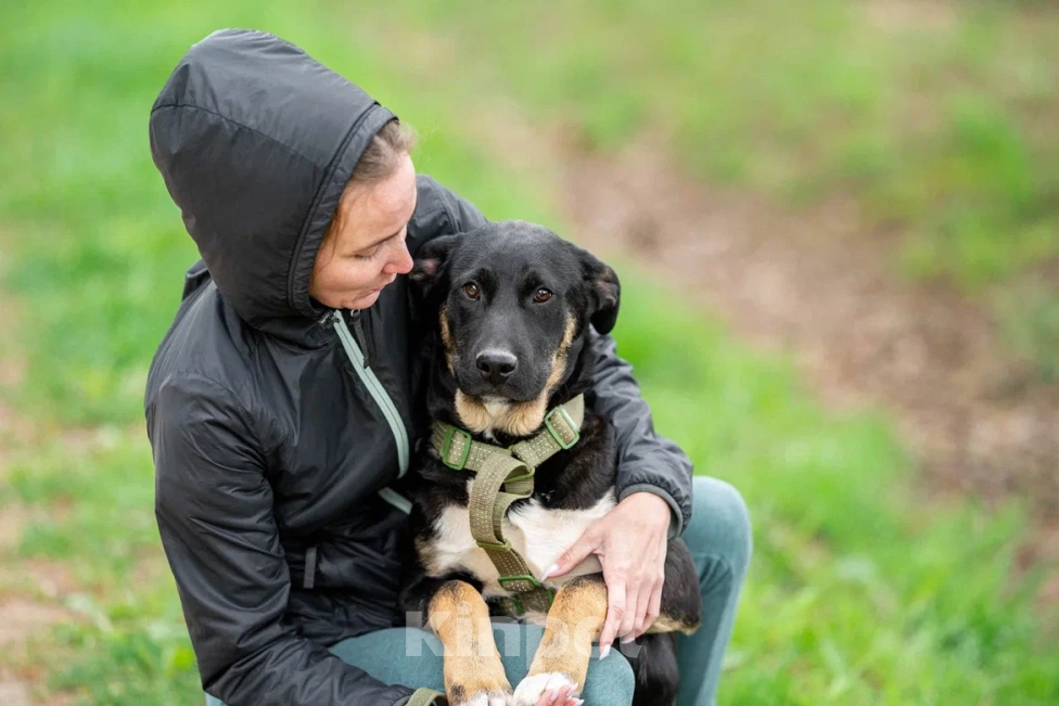 Собаки в Москве: Щенок в дар  Мальчик, Бесплатно - фото 10