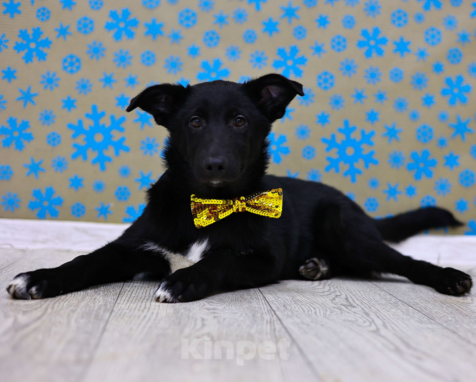 Собаки в Москве: Щенки бесплатно в Москве Мальчик, Бесплатно - фото 1