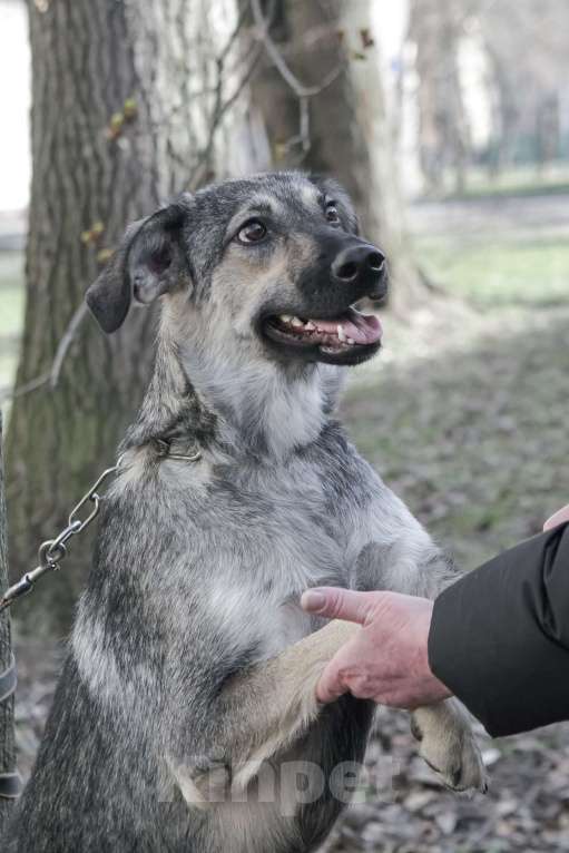 Собаки в других городах Ленинградской области: Весёлая собака Нора в поисках дома Девочка, 500 руб. - фото 2