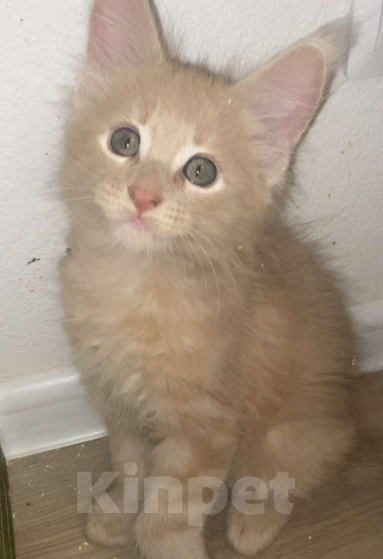 Кошки в Одинцово: Мальчик мейн кун Мальчик, 40 000 руб. - фото 3