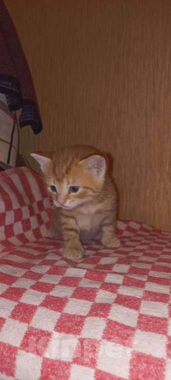 Кошки в Санкт-Петербурге: Девочка рыжая прямоухая  Девочка, 5 000 руб. - фото 4