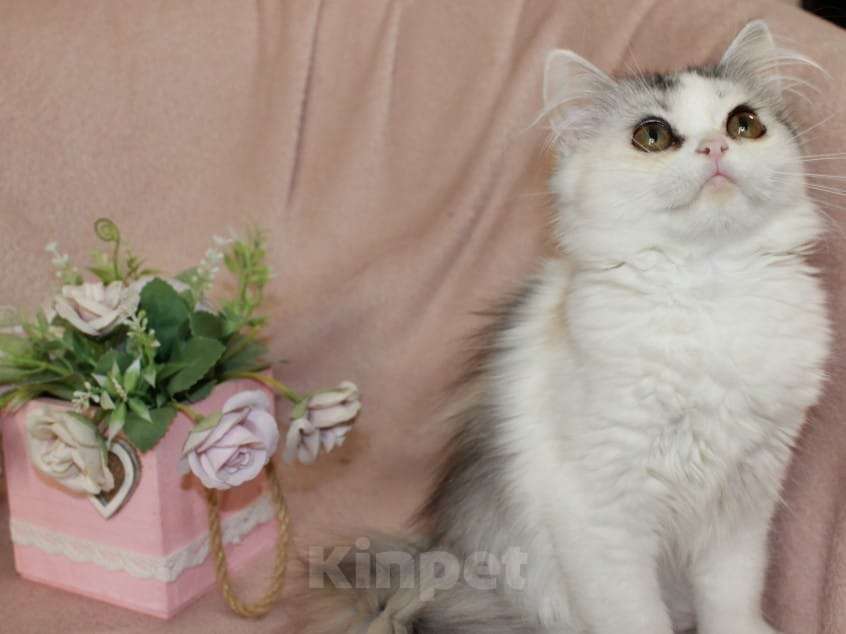 Кошки в Новосибирске: Пушистое чудо  Девочка, 30 000 руб. - фото 4