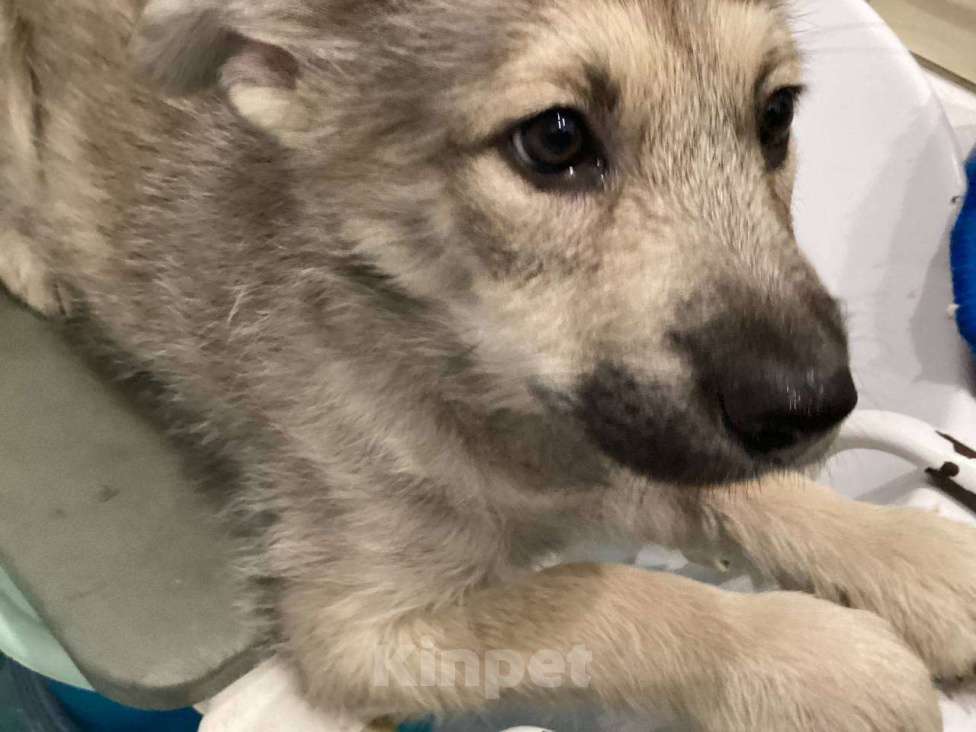 Собаки в Нижневартовске: Отдам в добрые руки щенка, 3 месяца Девочка, Бесплатно - фото 1