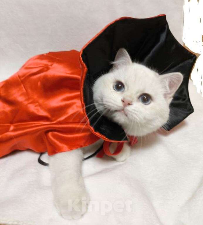 Кошки в Москве: Британчик золого окраса Мальчик, 40 000 руб. - фото 3