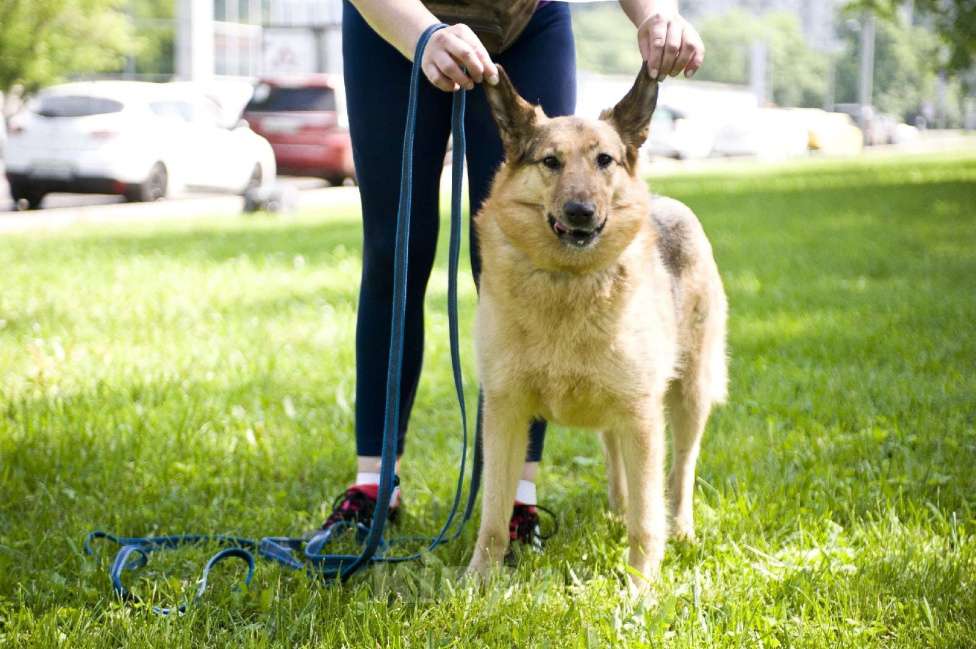 Собаки в Москве: Дуся Девочка, 300 руб. - фото 4