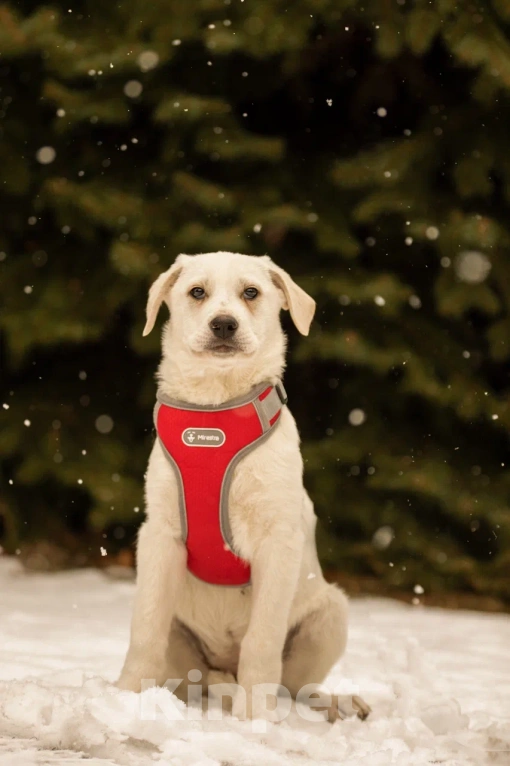 Собаки в Москве: Малышка Марта в добрые руки 🤍 Девочка, Бесплатно - фото 2