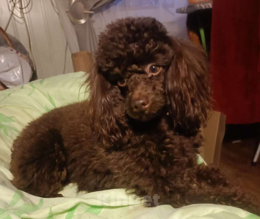 Собаки в других городах Ленинградской области: Вязка Мальчик, 10 000 руб. - фото 1