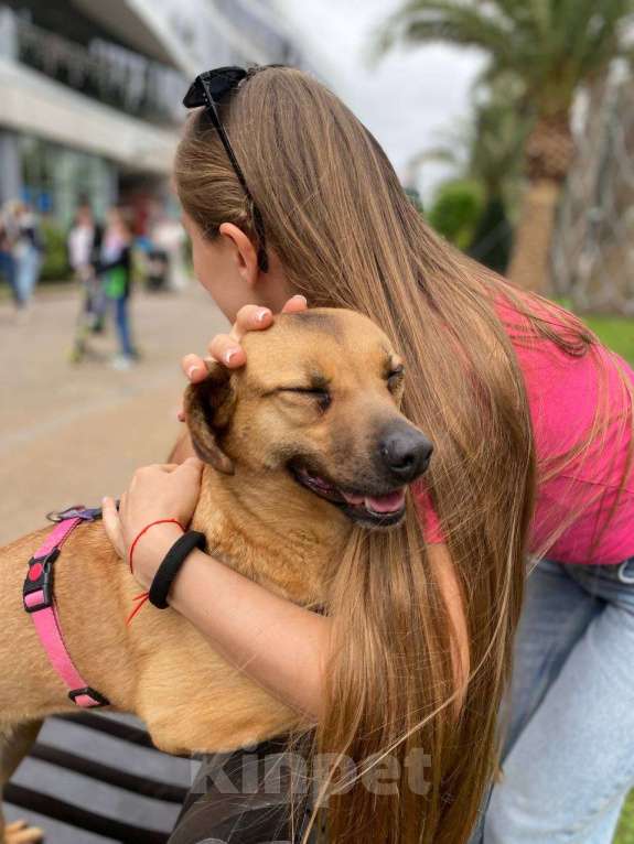 Собаки в других городах Краснодарского края: Метис левретки стерилизована чипирована в дар с доставкой Девочка, Бесплатно - фото 7