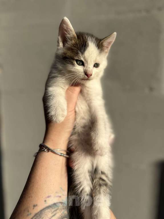 Кошки в других городах Самарской области: Кошки нагуляли нам такое изобилие! Готовы поделиться! Девочка, Бесплатно - фото 3