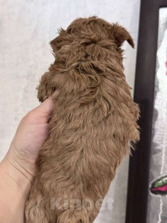 Собаки в Санкт-Петербурге: Мальтипу мальчик Мальчик, 80 000 руб. - фото 2