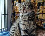 Кошки в Санкт-Петербурге: Кошечка Эльза Девочка, Бесплатно - фото 2